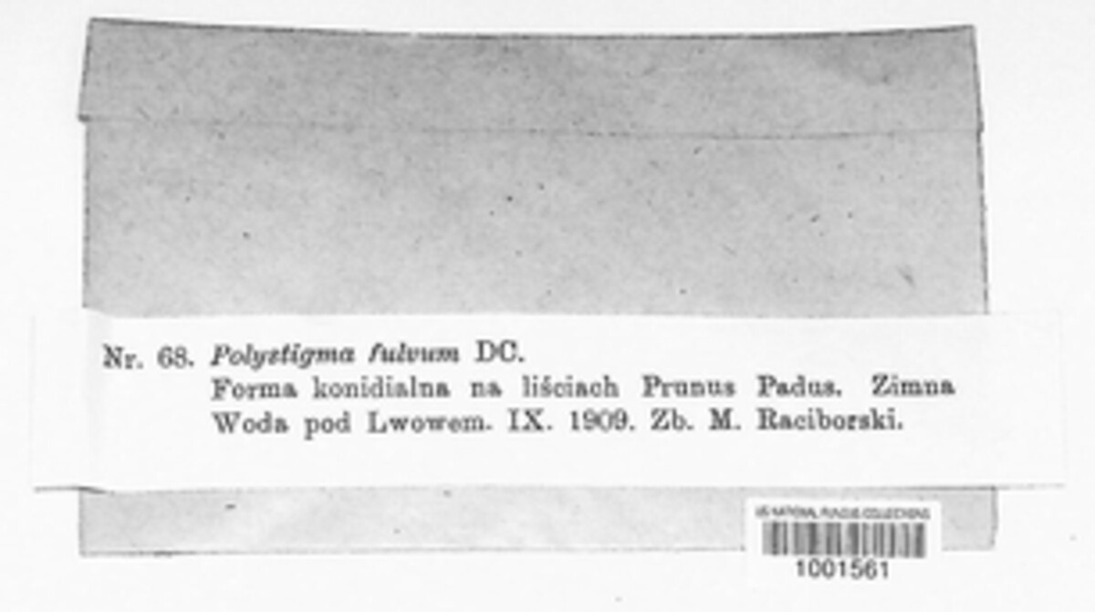 Polystigma fulvum image
